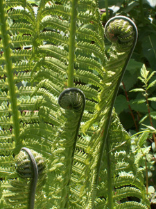 Matteuccia struthiopteris / Felce penna di Struzzo